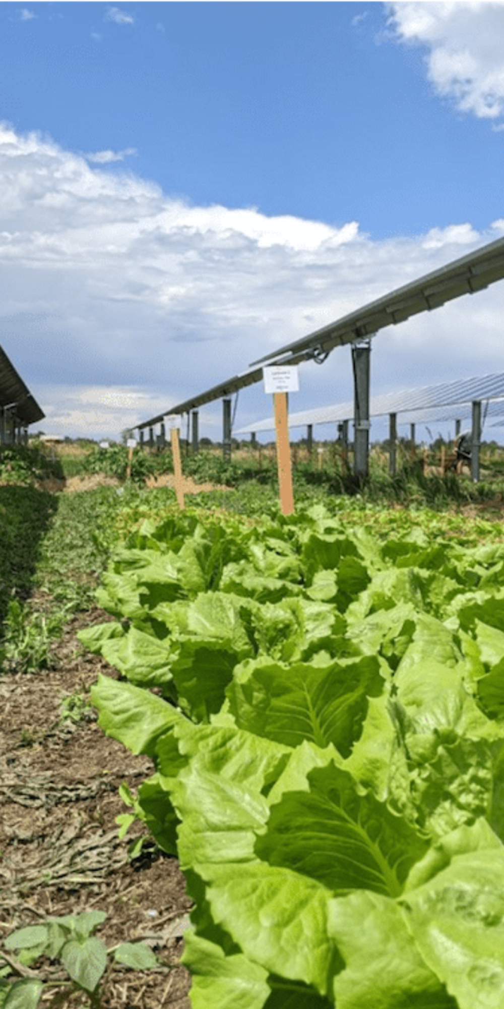 agrivoltaics agrivoltaics